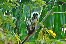 Cotton-top Tamarin / Cotton-headed Tamarin (Saguinus oedipus) on branch. Tropical Rainforest of Tayrona Natural National Park, municipality of Santa Marta, Magdalena Department, Colombia.