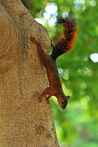 Red-tailed Squirrel (Sciurus granatensis) climbing down trunk. Tayrona Natural National Park, municipality of Santa Marta, Magdalena Department, Northern Colombia.