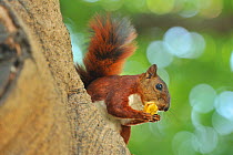 Red-tailed Squirrel (Sciurus granatensis) eating a seed on a tree trunk. in Parque Centenario of Cartagena de Indias. Bolivar Department, Northen Colombia.