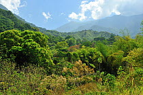 Tropical Rainforest of Sierra Nevada de Santa Marta Natural National Park, near Minca village. municipality of Santa Marta, Magdalena Department, Caribbean Coast, Northern Colombia, February 2011.