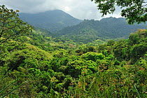 Tropical Rainforest of Sierra Nevada de Santa Marta Natural National park, near Minca village, municipality of Santa Marta, Magdalena Department, Caribbean Coast, Northern Colombia, February 2011.