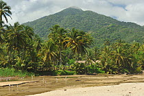 Coastal vegetation with Coconut Trees (Cocos nucifera) in Tayrona National Natural Park. unicipality of Santa Marta, Magdalena Department, Colombia, February 2011.