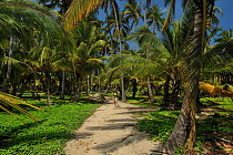 Coconut Trees (Cocos nucifera) in Tayrona National Natural Park. Municipality of Santa Marta, Magdalena Department, Colombia.
