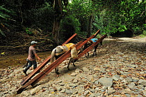 A man and horses transporting timber from the Caribbean Coastal Tropical Rainforest of Quebrada de Valencia Private Natural Reserve. Municipality of Santa Marta, Magdalena Department, Colombia.