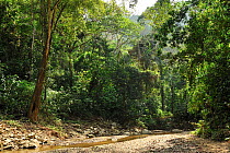 Humid Tropical Caribbean Coastal Rainforest, at Quebrada de Valencia Private Natural Reserve, near Tayrona Natural National Park. Municipality of Santa Marta, Magdalena Department, Northern Colombia,...
