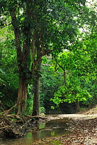 'Caracoli' tree (Anacardium excelsum) in tropical Caribbean Coastal Rainforest, at Quebrada de Valencia, near Tayrona Natural National Park. Municipality of Santa Marta, Magdalena Department, Northern...