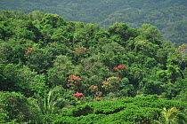 Humid Caribbean Coastal Tropical Rainforest with flowering trees in Tayrona National Natural Park, municipality of Santa Marta, Magdalena Department, Colombia, February 2011.