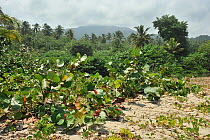 Sea Grape bushes (Coccoloba uvifera) and Coconut Palms in Carnaveral Beach, Tayrona National Natural Park, municipality of Santa Marta, Magdalena Department, Colombia.