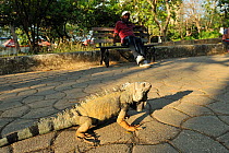 Iguana Lizard (Iguana iguana) in Parque Centenario, downtown Cartagena de Indias city, Magdalena Department, Colombia.