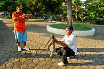 People taking photographs of a Brown-throated Three-toed Sloth (Bradypus variegatus) in Parque Centenario, downtown Cartagena de Indias city. Magdalena Department, Colombia, February 2011.