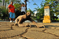 People taking photographs of a Brown-throated Three-toed Sloth (Bradypus variegatus) in Parque Centenario, downtown Cartagena de Indias city, Magdalena Department, Colombia, February 2011.