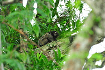 Black-tufted-ear Marmoset (Callithrix penicillata) carrying  baby on back. Ibitipoca State Park, Minas Gerais State, municipality of Lima Duarte, Southeastern Brazil, March.