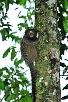 Black-tufted-ear Marmoset (Callithrix penicillata) in Cerrado habitat Ibitipoca State Park. Minas Gerais State, municipality of Lima Duarte, Southeastern Brazil, March.