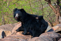 Sloth Bear (Melursus ursinus) mother with cub riding on her back. Karnataka, India, April.