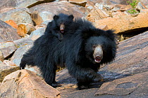 Private life of the sloth bear