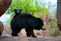 Sloth Bear (Melursus ursinus) mother with cub riding on her back. Karnataka, India, April. Did you know? The sloth bear is the only bear that carries its young on its back.