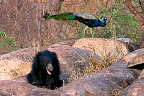 Young Sloth Bear (Melursus ursinus) sitting among rocks with a Peacock (Pavo cristatus) in the background. Karnataka, India, March.