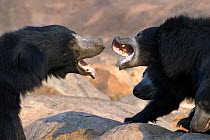 Sloth Bear (Melursus ursinus) female with large cubs (on right) trying to fight off rogue male. Karnataka, India, March.