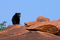 Sloth Bear (Melursus ursinus) standing on rock outcrop in its habitat. Karnataka, India, March.