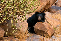 Portrait of a Sloth Bear (Melursus ursinus) in its habitat lying by rocks and a cactus. Karnataka, India, March.