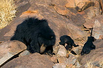Sloth Bear (Melursus ursinus) mother with young cubs. Karnataka, India, March.