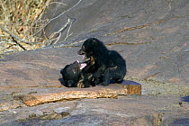 Sloth Bear (Melursus ursinus) cubs playing. Karnataka, India, March.
