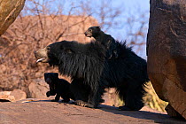 Sloth Bear (Melursus ursinus) mother and cubs with one riding on her back. Karnataka, India, March.