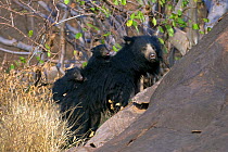 Sloth Bear (Melursus ursinus) mother with two cubs riding on her back. Karnataka, India, March.