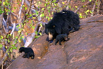 Sloth Bear (Melursus ursinus) mother with cubs. Karnataka, India, March.