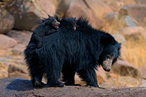 Sloth Bear (Melursus ursinus) mother with cubs riding on her back. Karnataka, India, March.