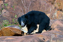 Sloth Bear (Melursus ursinus) in habitat. Karnataka, India, March.