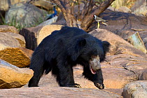 Old male sloth Bear (Melursus ursinus) with peacock (Pavo cristatus) and Red-wattled Lapwing (Vanellus indicus) in the background. Karnataka, India, March.
