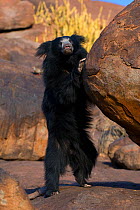 Portrait of a young adult male Sloth Bear (Melursus ursinus) standing on hind legs by a rock. Karnataka, India, March.
