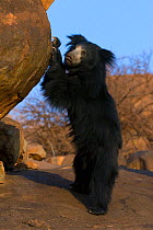 Portrait of a young adult male Sloth Bear (Melursus ursinus) standing on hind legs by a rock. Karnataka, India, March.