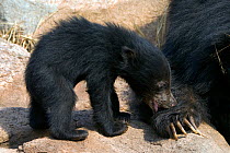 Sloth Bear (Melursus ursinus) cub playing with with mother's paw. Karnataka, India, March.