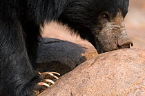 Sloth Bear (Melursus ursinus) foraging on rocks. Karnataka, India, March.