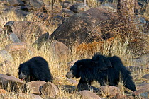 Four Sloth Bears (Melursus ursinus) of different age, mother with babies riding her back, and sub-adult. Karnataka, India, March.