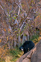 Sloth Bear (Melursus ursinus) under a fig tree. Karnataka, India, March.