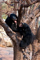 Sloth Bears (Melursus ursinus), adult female (above) and sub-adult male (below) fighting on a tree. Karnataka, India, March.