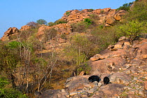 Sloth Bears (Melursus ursinus) in their mountain habitat. Karnataka, India, March.