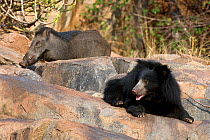 Sloth Bear (Melursus ursinus) resting on rocks with wild boar (Sus scrofa) in the background. Karnataka, India, March.