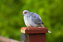 Diamond Dove (Geopelia cuneata), an escaped bird on garden fence. Hampshire, UK, June.