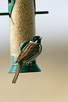 Common Reed Bunting (Emberiza schoeniclus) male in winter plumage at feeder. Hampshire, UK, March.