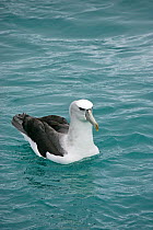 Shy Albatross (Thalassarche cauta) swimming on sea. New Zealand, November.