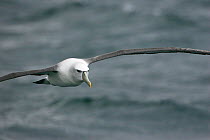 Shy Albatross (Thalassarche cauta) in flight. New Zealand, December.