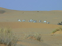 A herd of Addax (Addax nasomaculatus) among sand dunes. Groups as large as this are very rarely seen. Termit Massif, Niger, Africa.