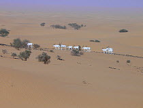 A herd of Addax (Addax nasomaculatus) walking through a desert landscape. Termit Massif, Niger, Africa.