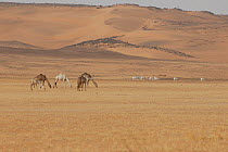 A herd of Addax (Addax nasomaculatus) and Dromedary Camels (Camelus dromedarius) in a desert landscape. Termit Massif, Niger, Africa.