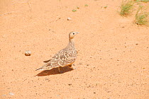 Chestnut Bellied Sandgrouse (Pterocles exustus) standing on sand. Dilia Achetinamou, Niger, Africa.