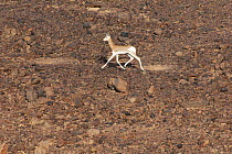 Dama Gazelle (Nanger dama) juvenile running across rocky terrain. This species is critically endangered. Termit Massif, Niger.